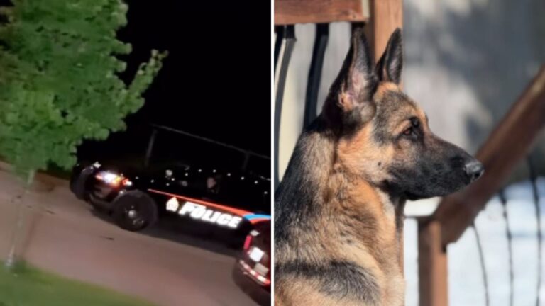 Puppy’s Urgent Barking Leads Virginia Family To A Chilling Discovery Under Their Deck