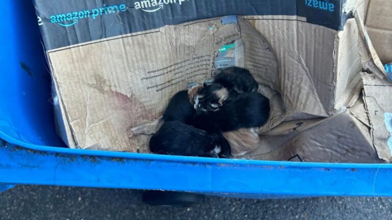 Five Newborn Kittens Found In Trash Bin In Ohio As If Their Lives Meant Nothing