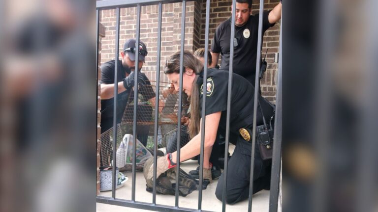 Texas Man Finds Unexpected Wild Visitor On His Porch And It’s Like Nothing He’s Ever Seen