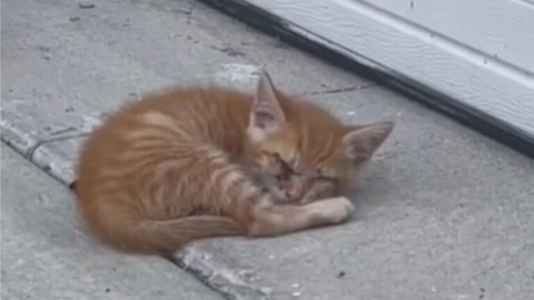 Florida Couple Rescues A Kitten That Showed Up In Their Driveway, Then Faces Heartbreaking News