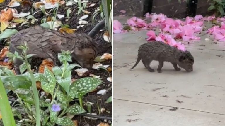 New York Woman Follows Strange Sounds In Her Flower Bed And Makes A Wild Discovery
