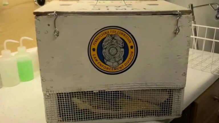 PA Wildlife Center Gets Strange Box With ‘Deafening’ Sounds That Sent Shivers Down Their Spine