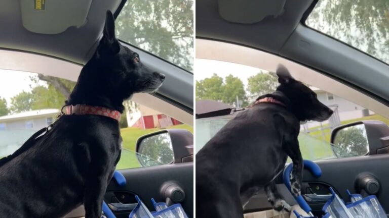 Tennessee Rescue Dog Can’t Contain Her Joy Every Time She Comes Home, Watch Her Reaction