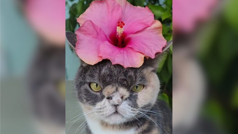 Florida Special Needs Teacher Opens Her Heart To The Kitten No One Wanted
