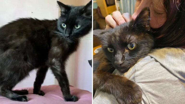 Wisconsin Cat Missing For 8 Months Returns Home After Owner Recognizes His Meow On The Phone