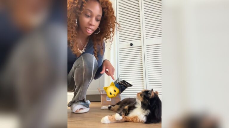 Woman Adopted A “Deaf” Cat From LA Shelter, Then Learned Something Completely Unexpected