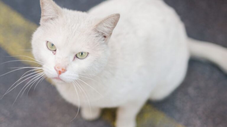 Missouri Woman Accidentally Hits A Cat With Her Car And Pulls Over In Shock