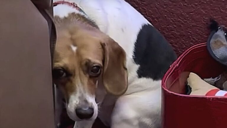 California Woman Adopts Former Lab Test Dog With Deep Scars And Changes Her World Forever