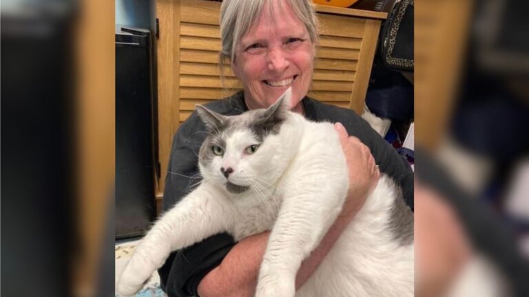 Woman Adopts A 40-Pound Cat From Virginia Shelter And Begins His Amazing Transformation