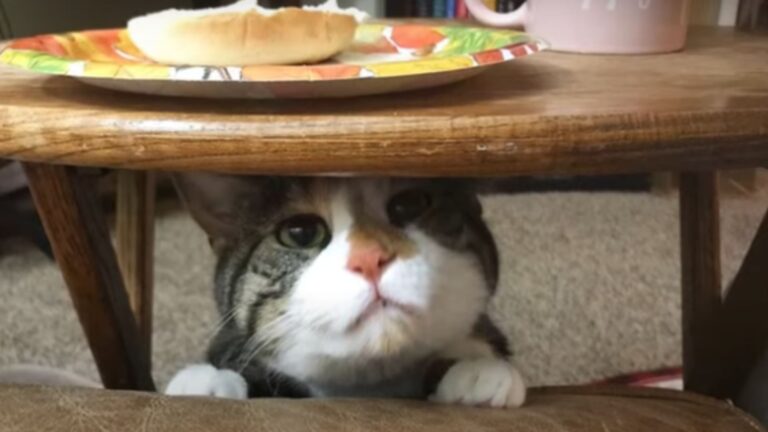 Kansas Woman Agrees To Foster A Disabled Cat, But The Moment They Meet, Everything Changes