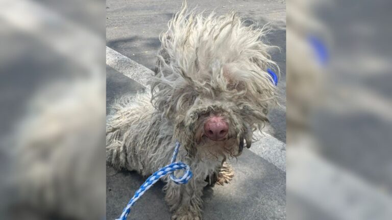 California Woman Blocks Traffic On Busy Road To Grab A Little Lost Soul And Bring Her To Safety