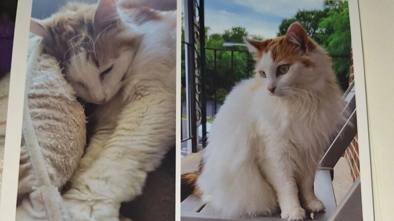 North Carolina Woman Forms Special Bond With Neighbor’s Cat, Then Receives A Devastating Letter