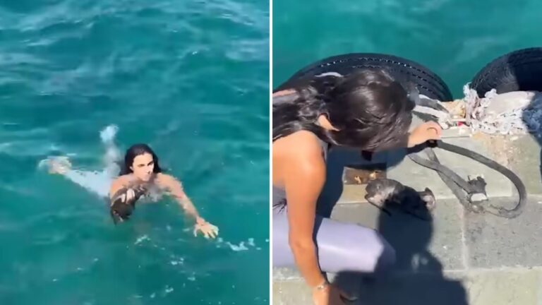 California Tourist Sees A Tiny Creature Drowning In The Sea And Instantly Dives In