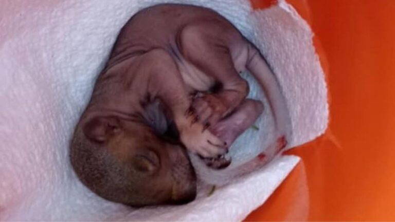 Ohio Woman Spots A Fragile Hairless Creature Lying In Her Yard And Fears The Worst