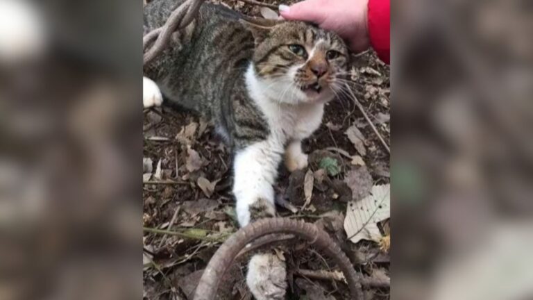 Florida Woman Finds Cat Caught In Trap Meant For Menacing Critters And Fears The Worst