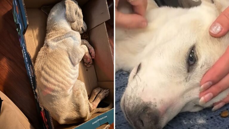 Missouri Woman Finds Ice-Cold Puppy Lying In A Box, Just Moments Away From The Worst