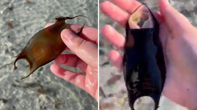 Woman Picks Up A Strange Shape On California Beach, Then Something Inside Starts Moving