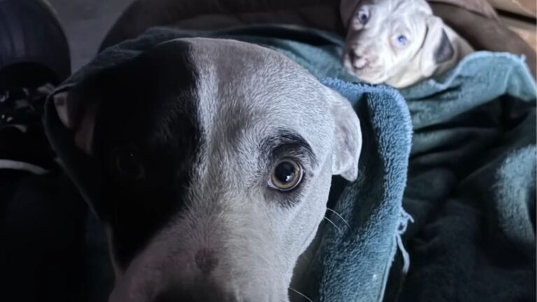 Worker Finds Shivering Dog In Cold Warehouse In Houston, Then Realizes She’s Not Alone