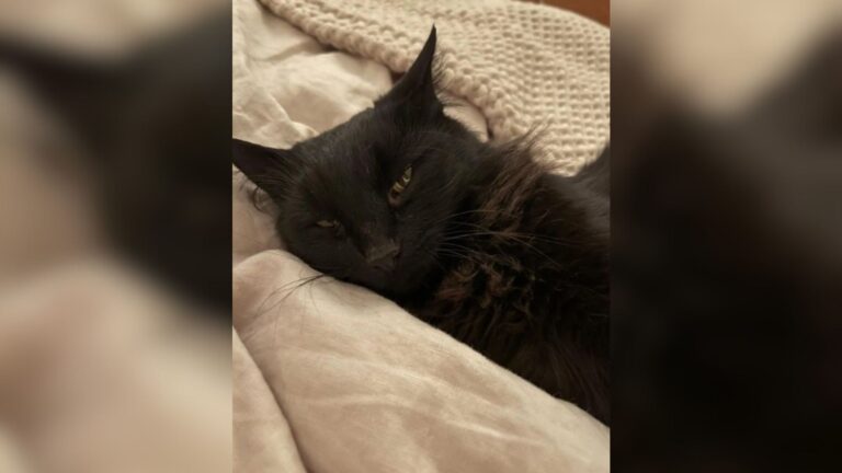 Arizona Woman Hears Soft Cries Outside Her Home And Finds A Shivering Visitor At Her Door