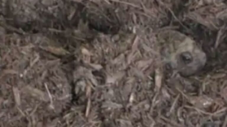 NY Woman Spots Brown Shape Hidden Under Mulch, Then Gasps When She Realizes What It Actually Is