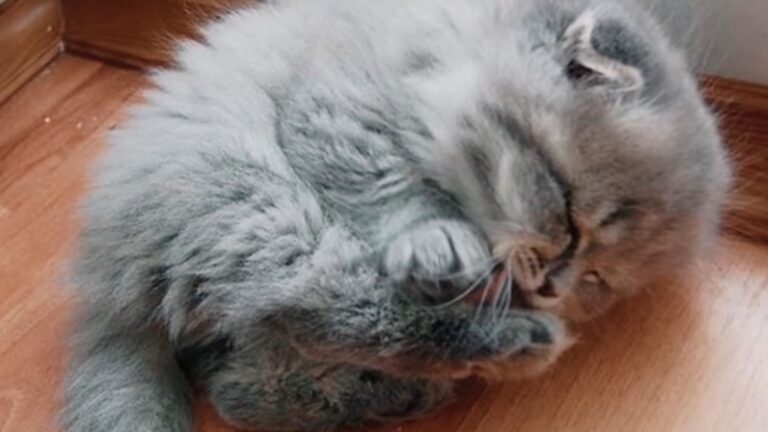 Georgia Woman Flabbergasted To See What Her Tiny Rescued Kitten Grew Into