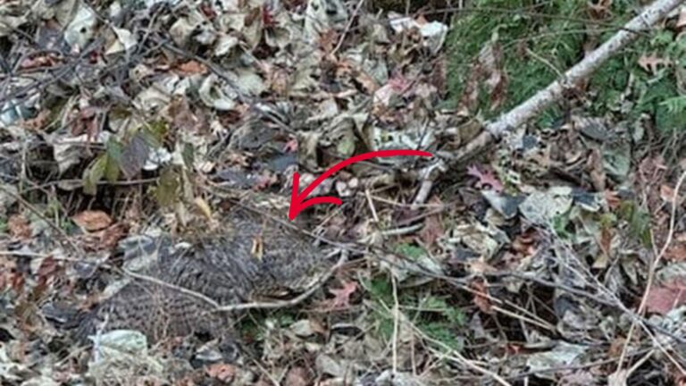 Pennsylvania Woman Follows Her Dog To A Mysterious Animal Lying In A Pile Of Leaves