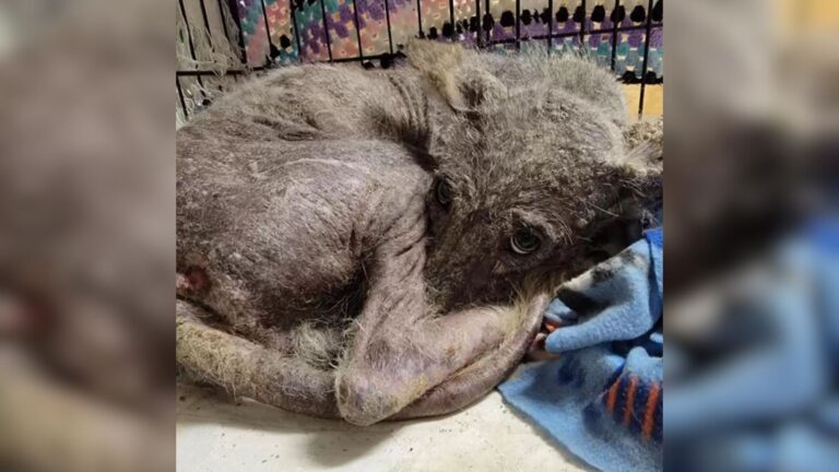 Pennsylvania Woman Follows Paw Prints In The Snow And Makes A Shocking Discovery At Her Door