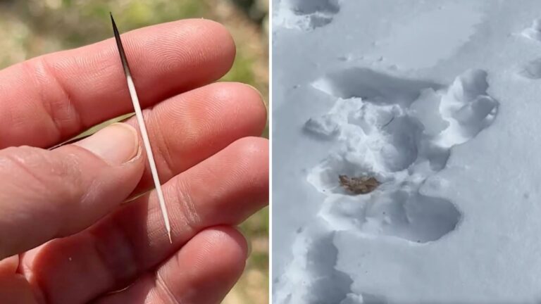 Maine Woman Spots Strange Quills In The Grass, Then Notices Odd Footprints Across Her Yard
