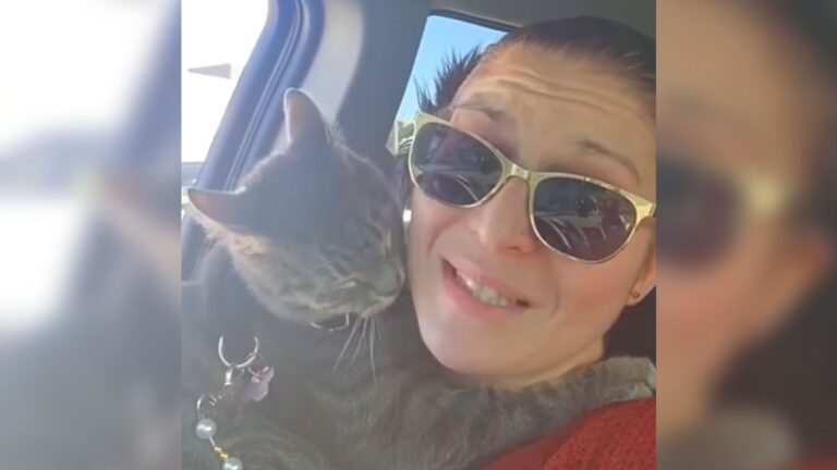 Random Cat Jumps Into Ohio Woman’s Car And Changes Her Day And Her Life