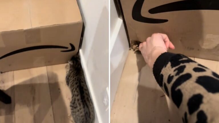 Washington Woman Heard Her Cats Crying Frantically, What She Walked Into Left Her Speechless