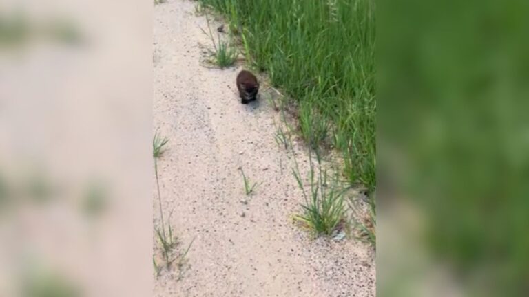 Missouri Woman Hears Meowing In Tall Grass And Confronts A Heartbreaking Abandonment