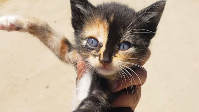 Virginia Woman Hears Weird Chirping Noise From The Bush And Realizes Someone Tiny Needs Help