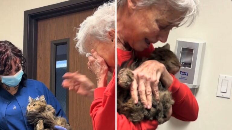 LA Woman Learns Her Cat Is Alive 2 Months After Wildfire, Watch Their Emotional Reunion