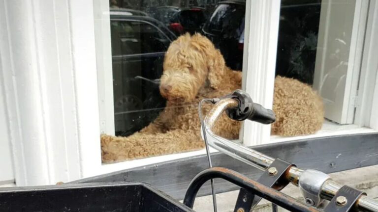 Illinois Woman Left Speechless When She Sees What’s In The Window Next To Her Goldendoodle