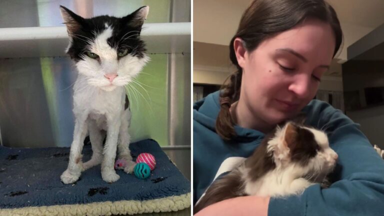 NY Woman Meets Senior Shelter Cat With Only Months Left To Live And Does Something Amazing