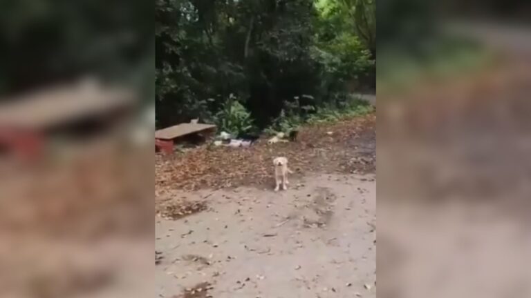 Woman Notices ‘A Pile Of Wiggling Fur’ By The Roadside In Puerto Rico And Chooses To Stop