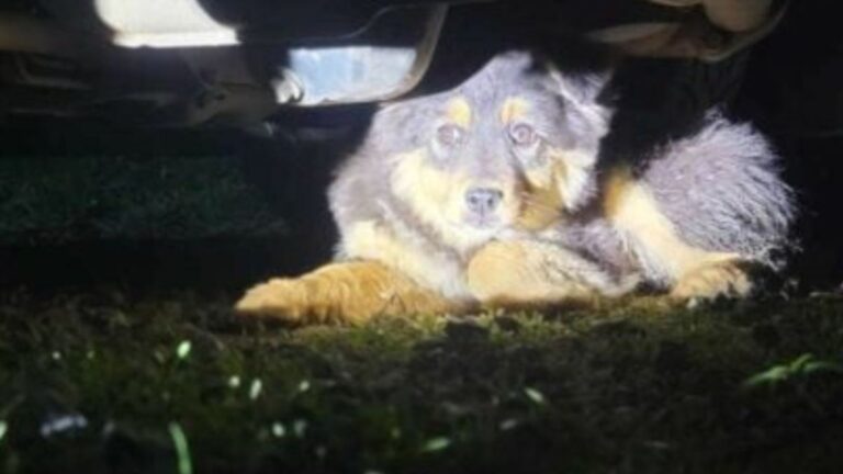 Washington Woman Hears Strange Noises, Then Realizes They’re Coming From Under Her Car