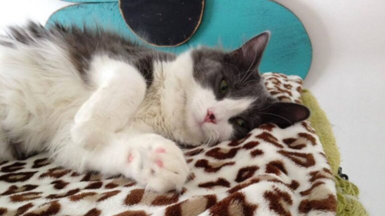 Massachusetts Woman Loses Her Cat In Window Fall, Then 6 Years Later, She Gets A Shocking Call