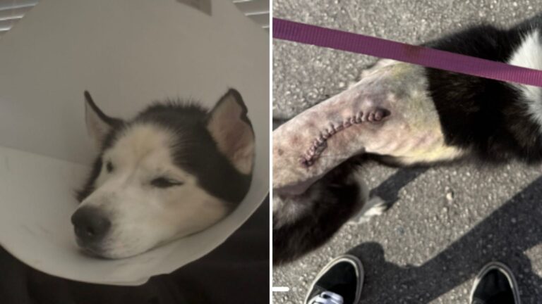 Hearts Melt As Husky Reunites With Mom 7 Years After He Was Stolen From Her Home In Florida