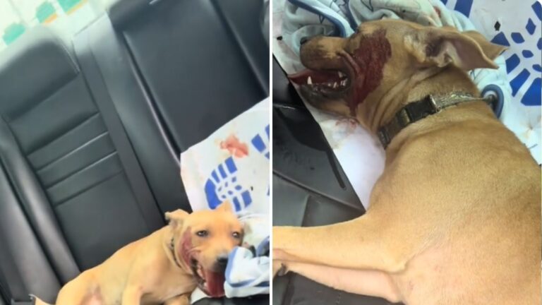 Alabama Woman Sees A Motionless Puppy By The Road And Pulls Over, Fearing She’s Too Late