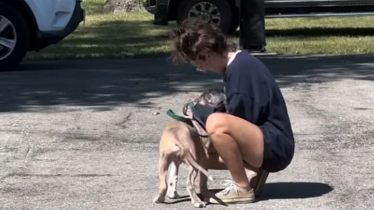 Woman Spots Little Puppy Tied To Crate On Missouri Highway And Runs Over Before It’s Too Late