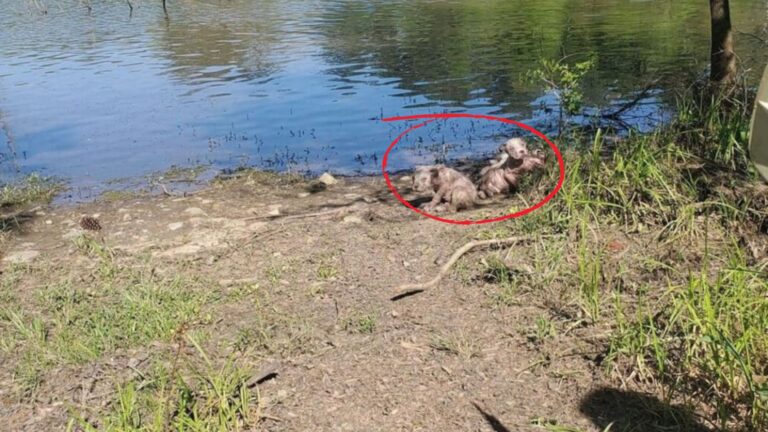 Kayaker Spots Odd ‘Clay’ Shapes On North Carolina Shore, Then Realizes Something Is Very Wrong