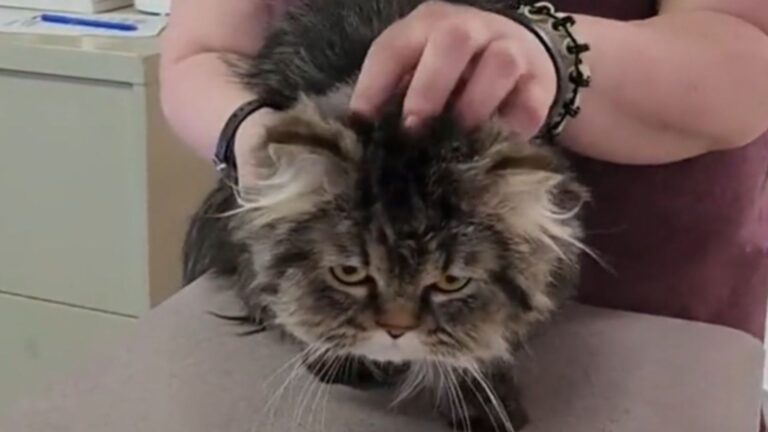 Pennsylvania Woman Sees Someone Toss A Cat Out Of Their Car And Pulls Over In Shock