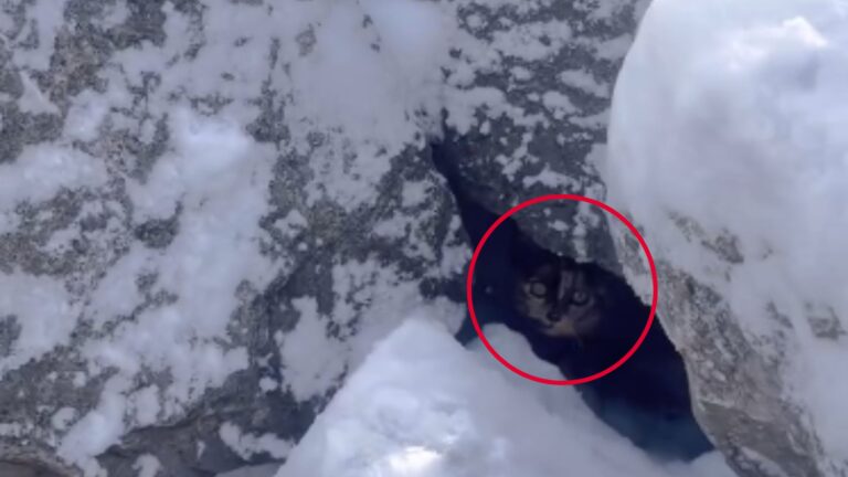 Woman Sees Two Twinkling Eyes Under Snowy Rocks In Wisconsin And Saves A Little Precious Life