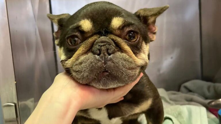 Texas Rescue Finds A Boxer Puppy In A Box Outside Their Door, Then Notices Something Disturbing