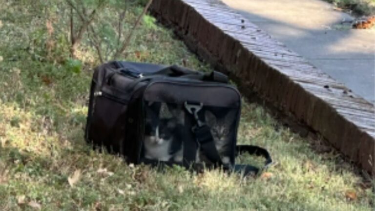 Texas Woman Spots Mysterious Carrier In Her Yard And Rushes Over After Hearing Cries