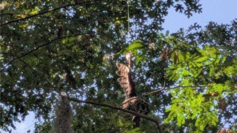 Woman Spots A Ball Of Feathers In North Carolina Park, Gets A Strange Feeling, Then Looks Again