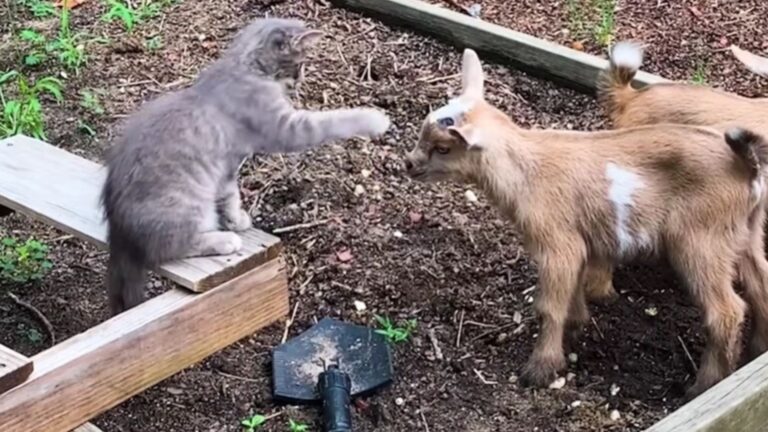 Michigan Woman Spots A Stray Cat Approaching A Herd Of Goats, Then Something Amazing Happens