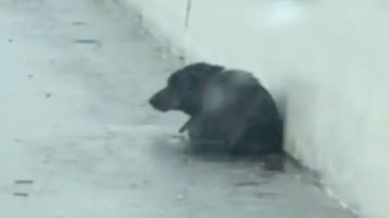 Texas Woman Drives Past What Looks Like “Trash” By The Roadside, But Her Instincts Make Her Stop