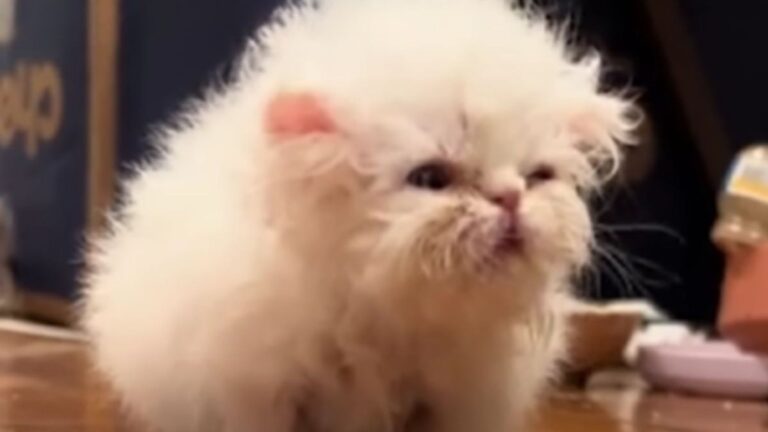 Florida Woman Welcomes A Newborn Kitten And Can’t Believe The Sound Coming Out Of Her